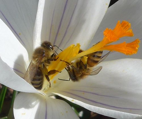 Bienen in Krokusblüte